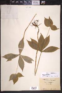 Medeola virginiana image