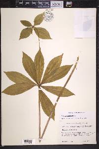 Medeola virginiana image