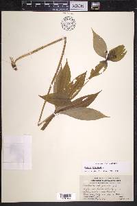 Medeola virginiana image