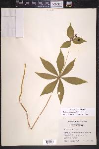 Medeola virginiana image