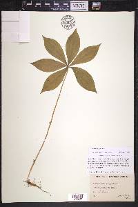 Medeola virginiana image