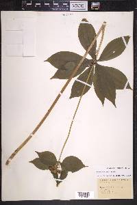 Medeola virginiana image