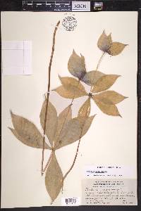 Medeola virginiana image