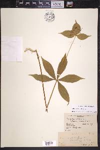 Medeola virginiana image