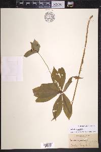 Medeola virginiana image