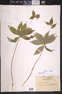 Medeola virginiana image