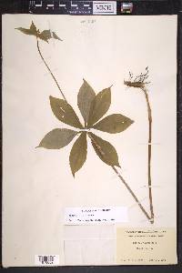 Medeola virginiana image