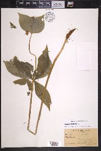 Medeola virginiana image