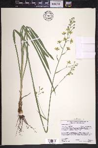 Anticlea elegans image