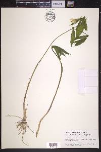 Uvularia grandiflora image