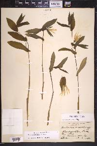 Uvularia grandiflora image