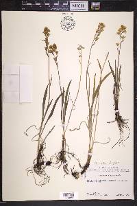 Anticlea elegans image