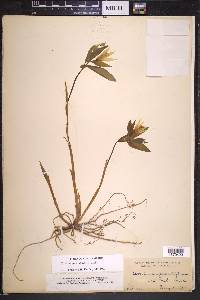 Uvularia grandiflora image