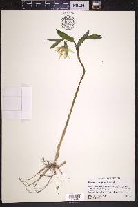 Uvularia grandiflora image