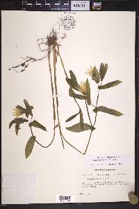 Uvularia grandiflora image