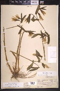 Uvularia grandiflora image