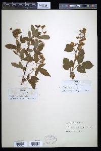 Rubus serratus image