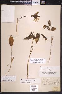 Uvularia grandiflora image