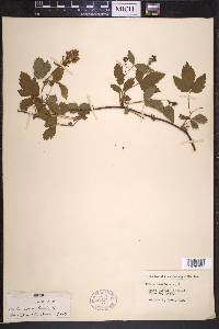 Rubus canadensis image