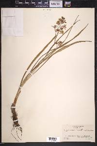 Anticlea elegans image