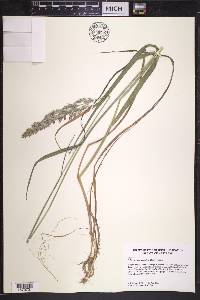 Calamagrostis coarctata image