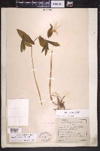 Uvularia grandiflora image