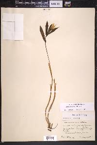 Uvularia grandiflora image
