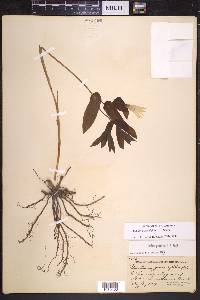 Uvularia grandiflora image