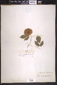 Rubus rosaefolius image
