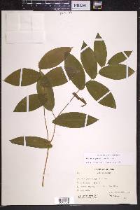 Uvularia grandiflora image
