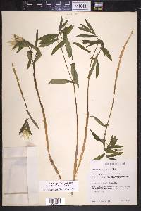 Uvularia grandiflora image