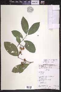 Bunchosia angustifolia image