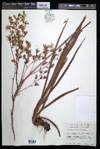 Zigadenus glaberrimus image
