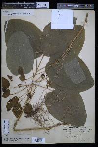 Smilax ecirrhata image