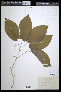 Smilax ecirrhata image