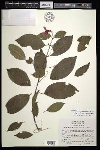 Tetrapterys rzedowskii image