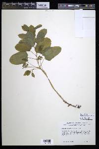 Smilax ecirrhata image