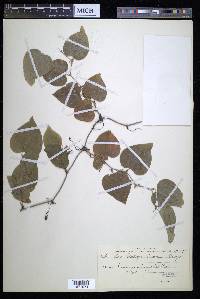 Smilax californica image