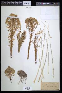 Xerophyllum douglasii image