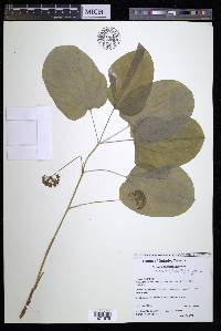 Smilax ecirrhata image