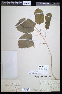 Smilax ecirrhata image