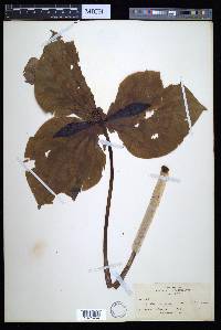 Trillium giganteum image