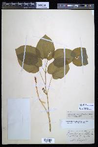 Smilax ecirrhata image