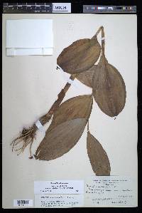 Veratrum viride image