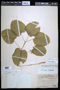 Smilax ecirrhata image