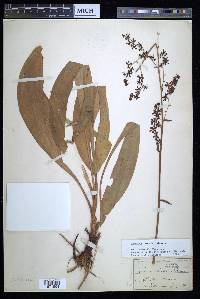 Veratrum woodii image