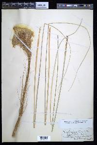 Xerophyllum tenax image