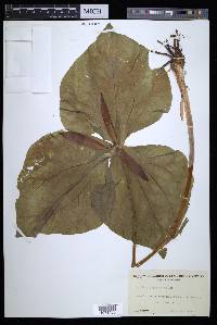 Trillium giganteum image