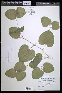 Smilax californica image