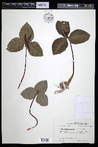 Trillium foetidissimum image
